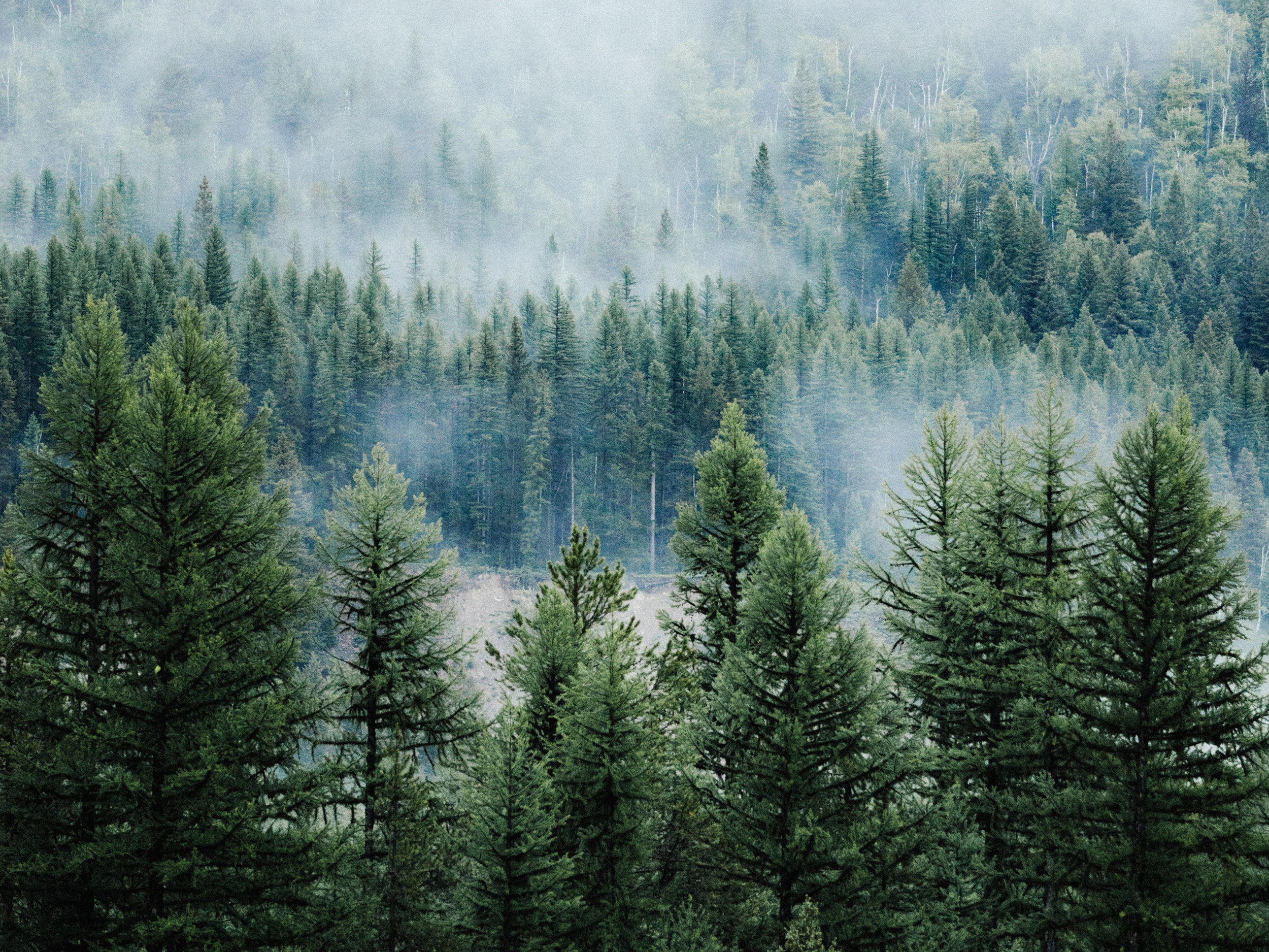 forestry